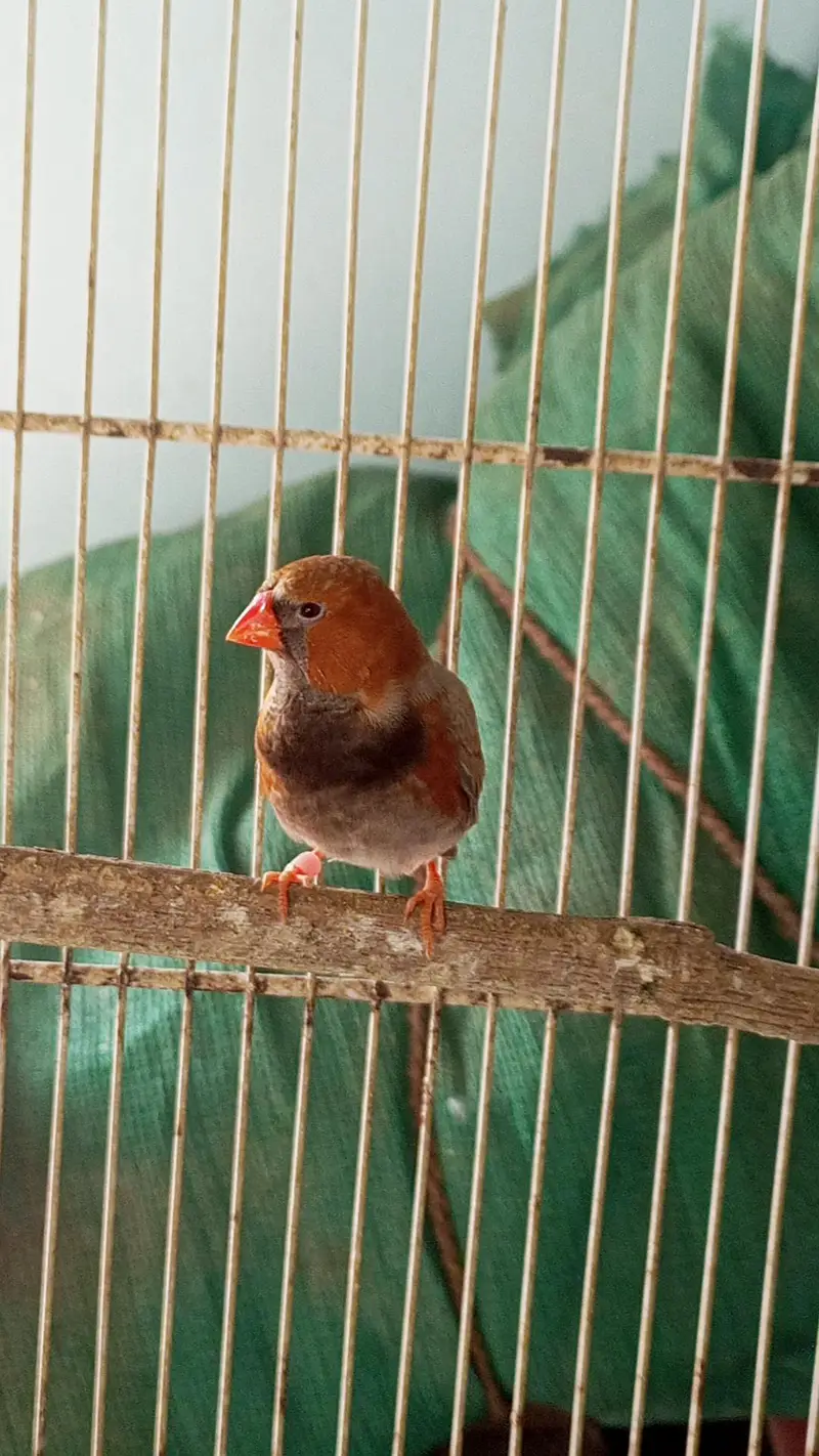 2b male full orange female — photo 3
