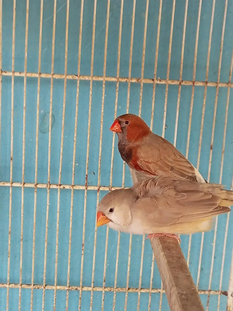 2b male full orange female — photo 4