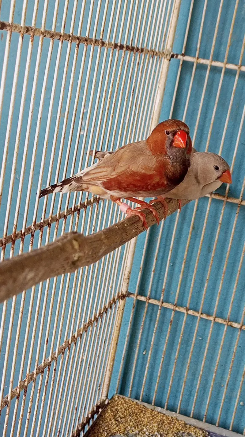 2b male full orange female — photo 6