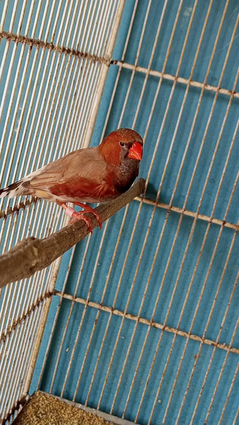 2b male full orange female — photo 7