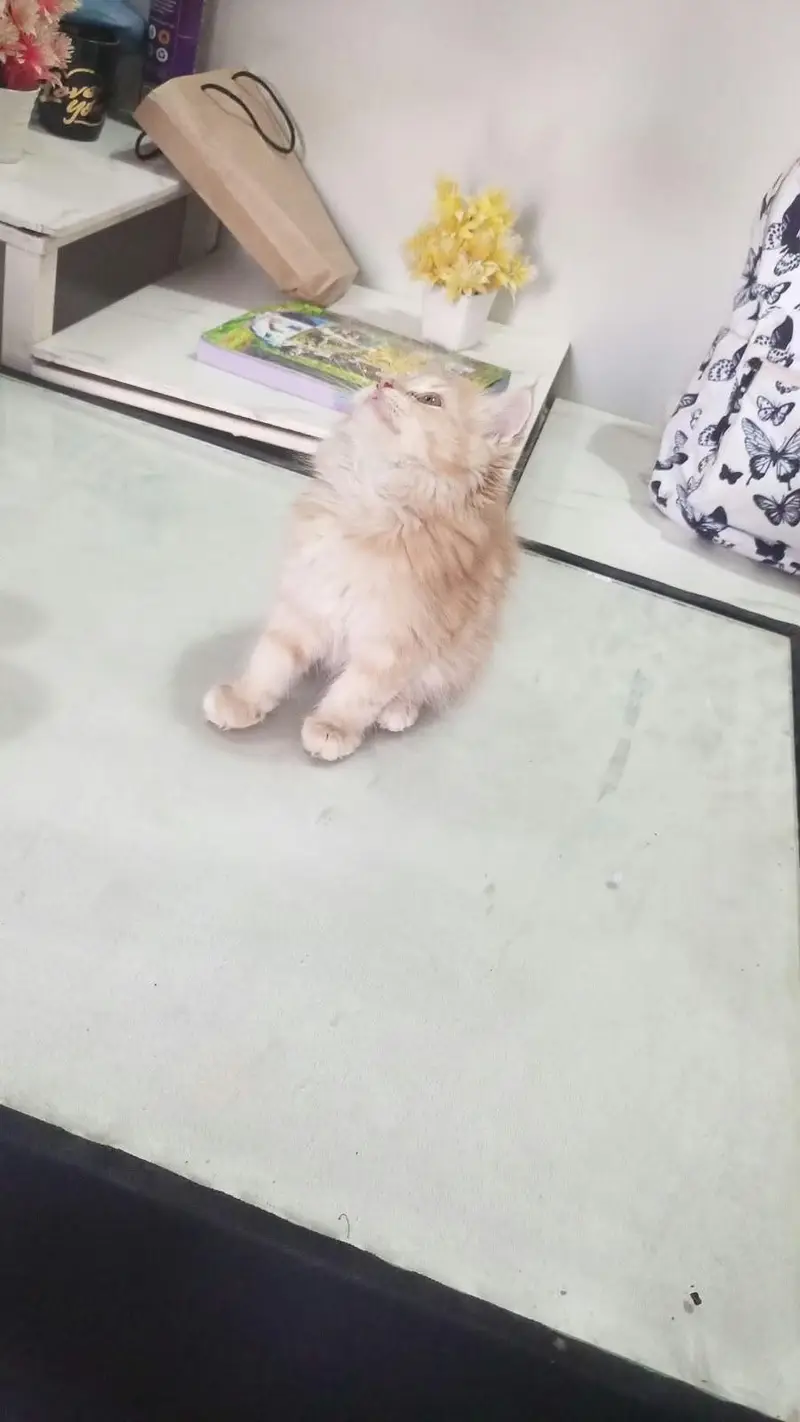 doll face — photo 2