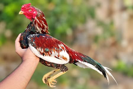 Aseel Murga for sale, miyanwali Aseel, Cheena Aseel, Pure Aseel