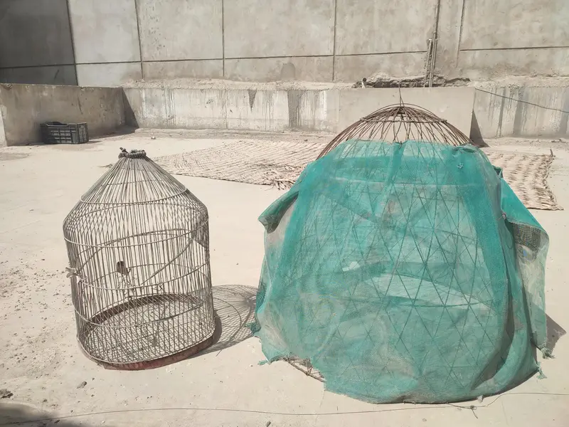 2 pijara murgi ka — photo 2