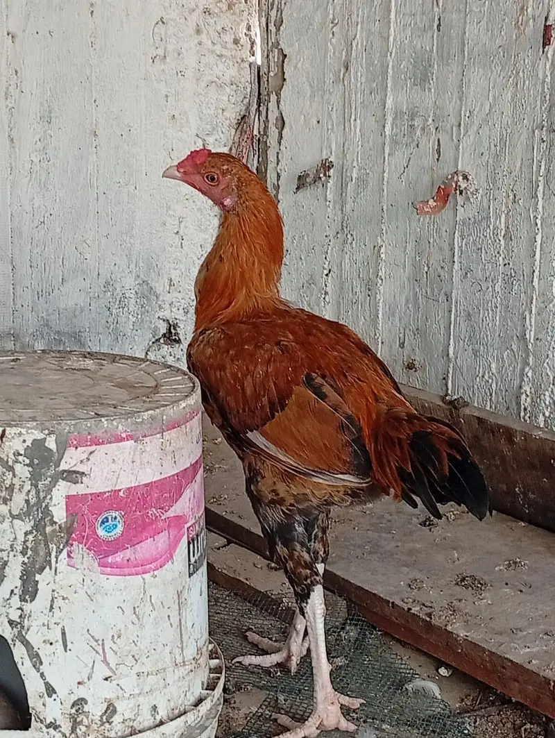 Three Young Aseel Patthay — photo 2