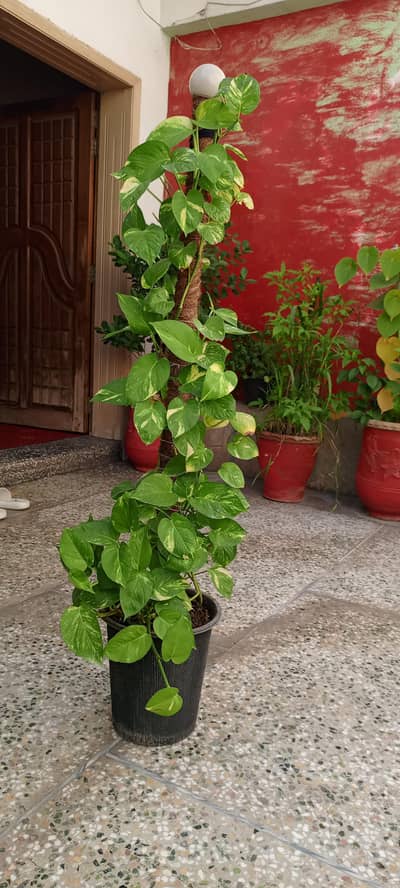 Money Plant