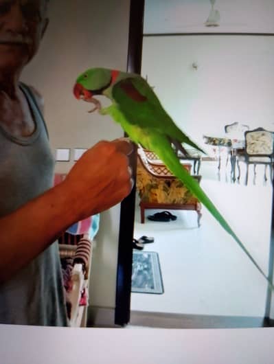 Kashmir Pahari parrot Hand Tame with Cage,