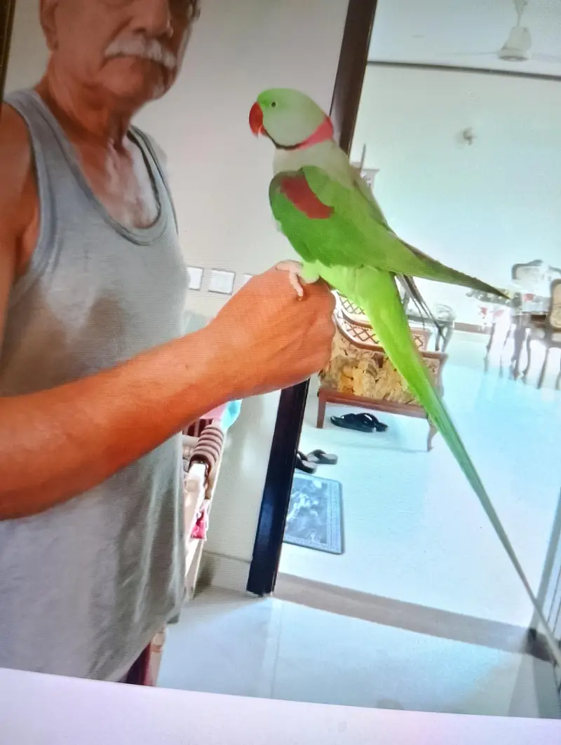 Kashmir Pahari parrot Hand Tame with Cage, — photo 2