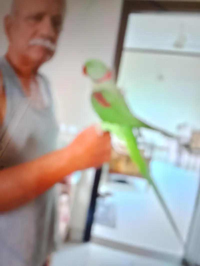 Kashmir Pahari parrot Hand Tame with Cage, — photo 3