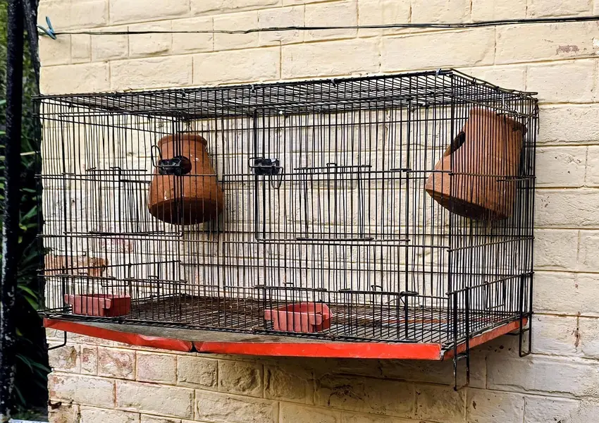 Birds Cage Urgent For Sale — photo 3
