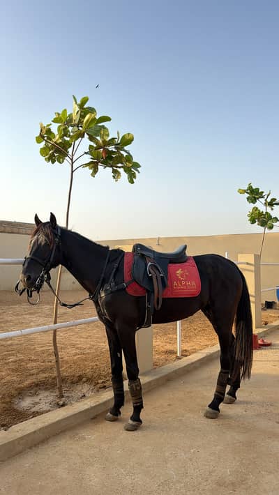 Black horse