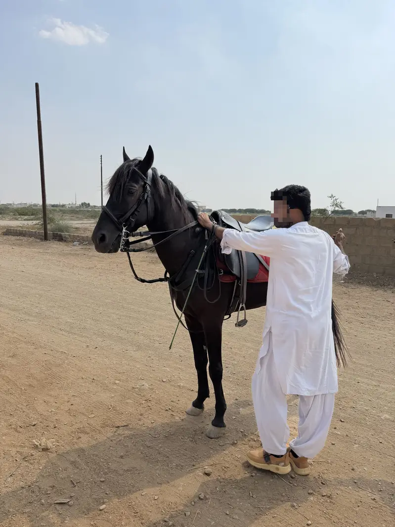 Black horse — photo 2