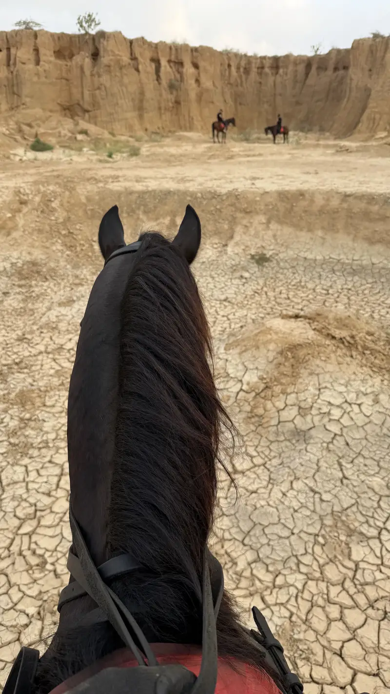 Black horse — photo 3