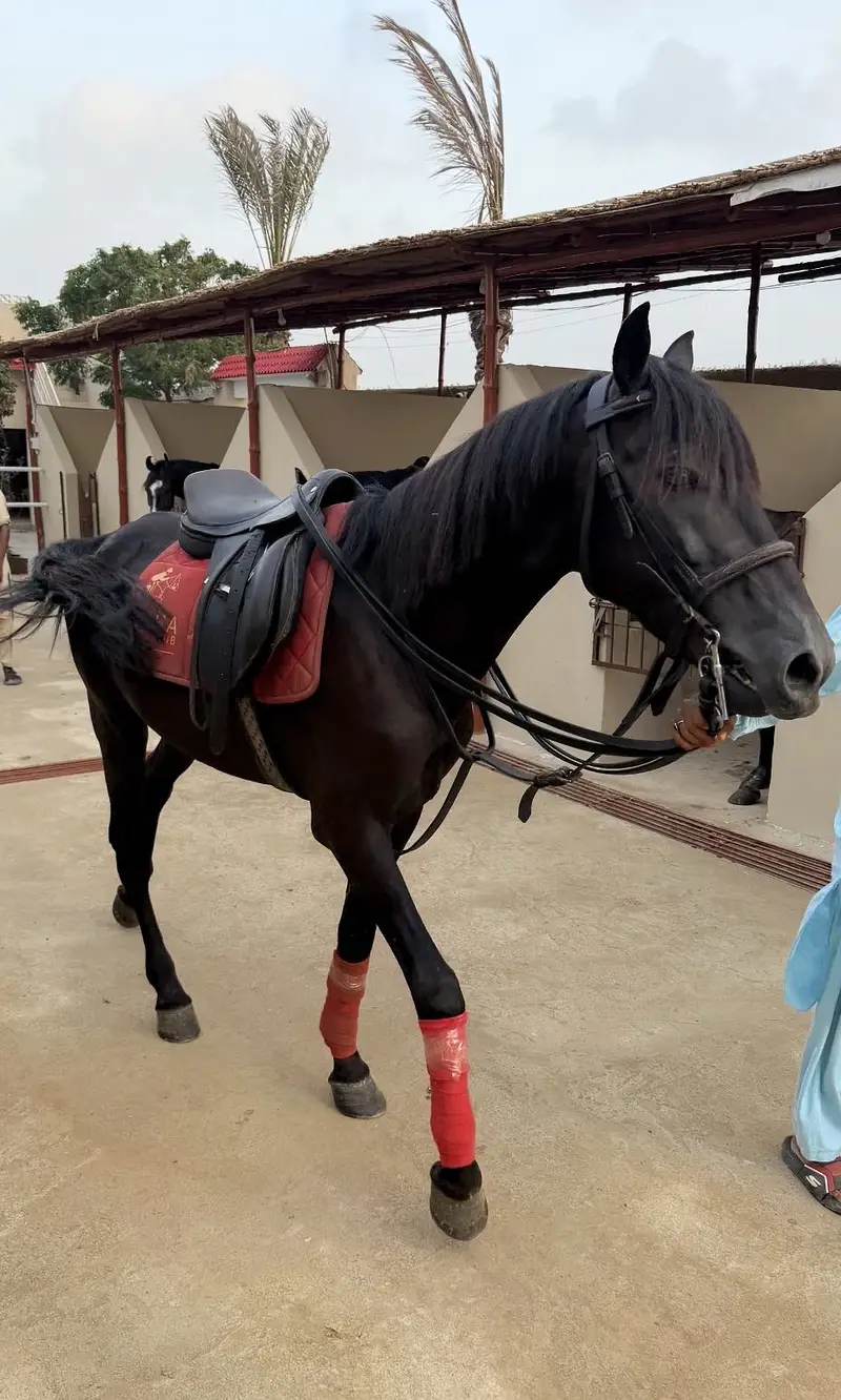 Black horse — photo 4