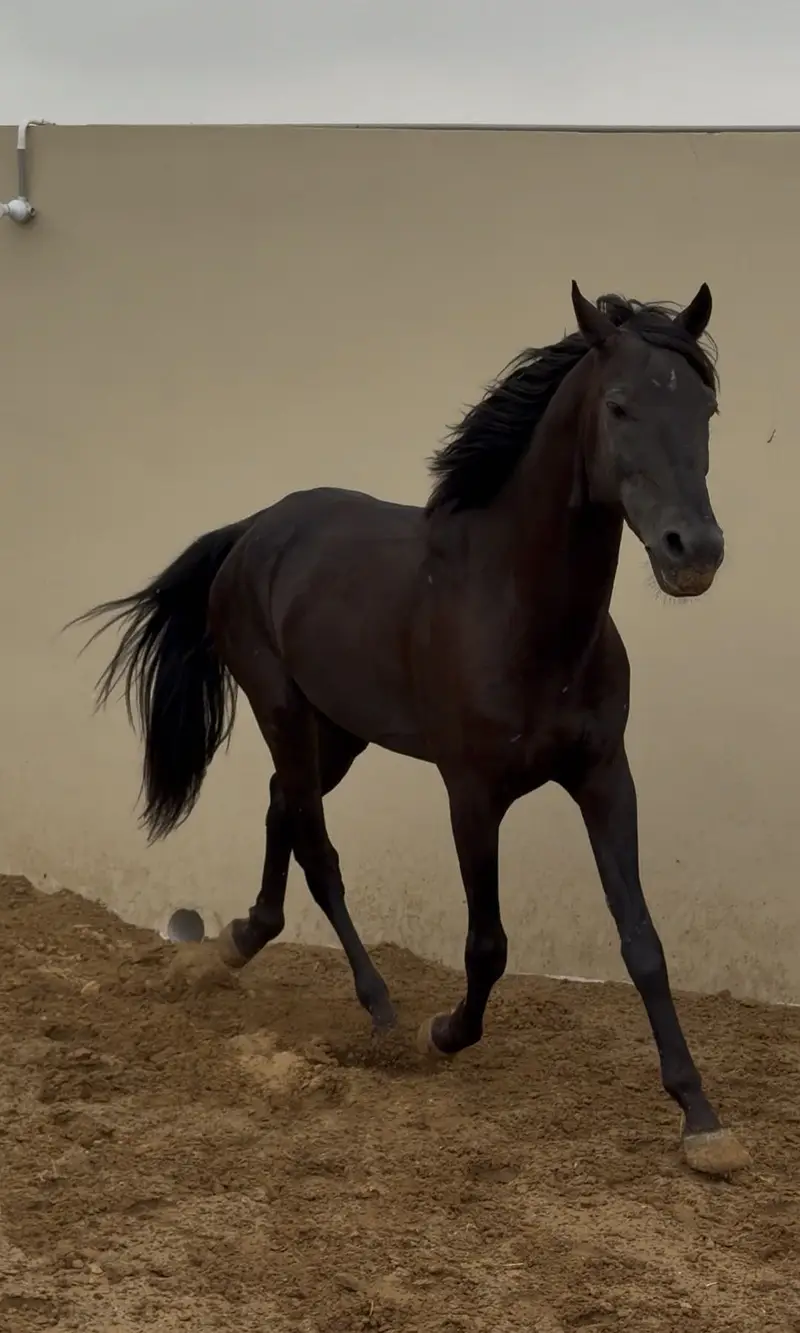 Black horse — photo 5