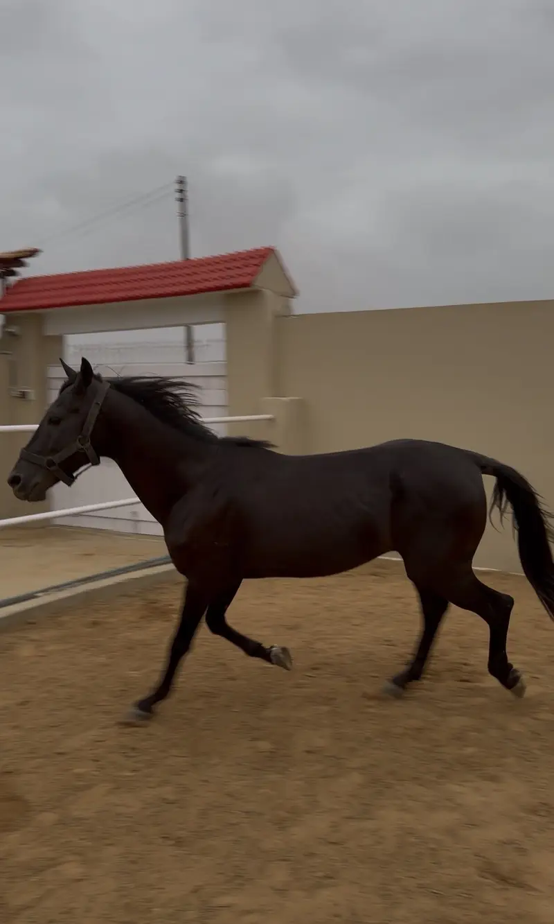 Black horse — photo 6