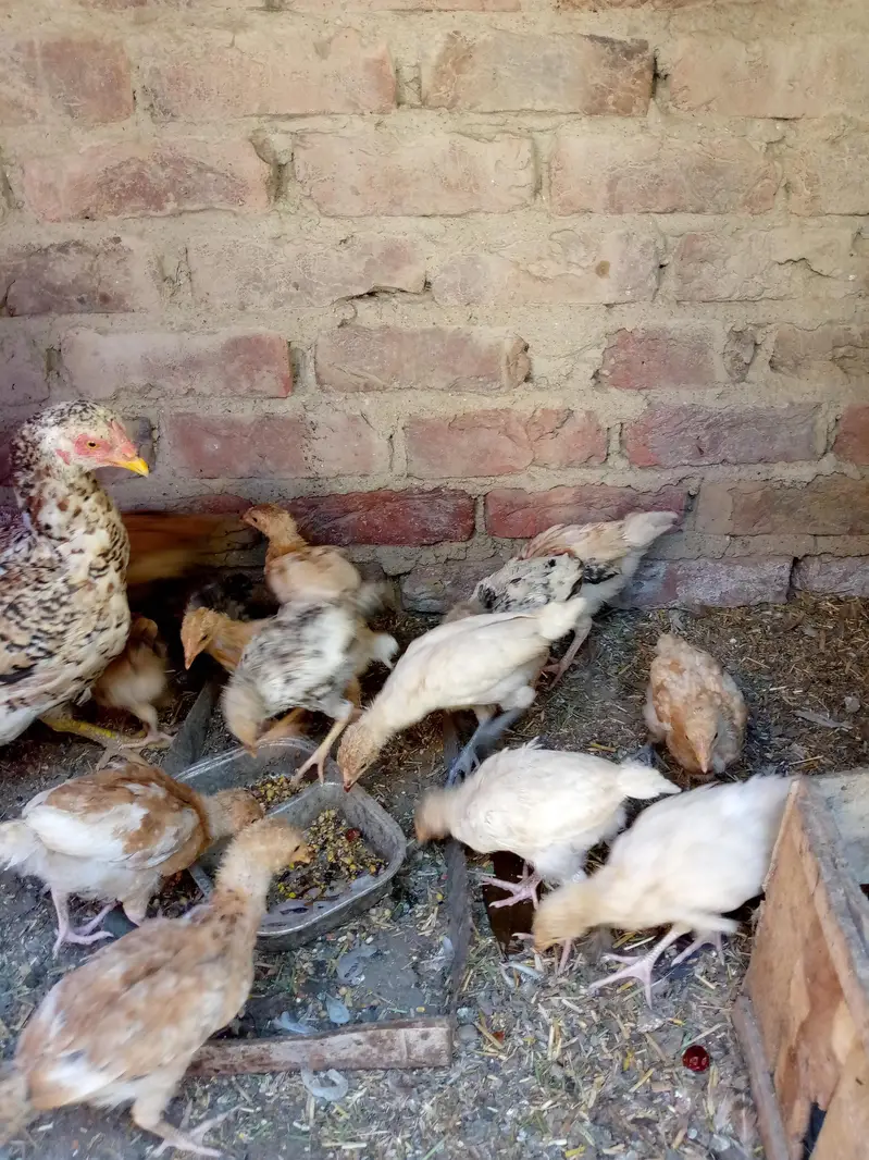 Desi choza  available — photo 3