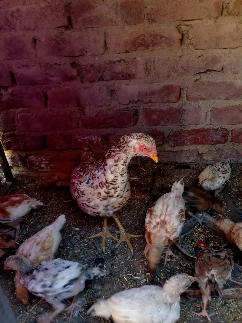 Desi choza  available — photo 7