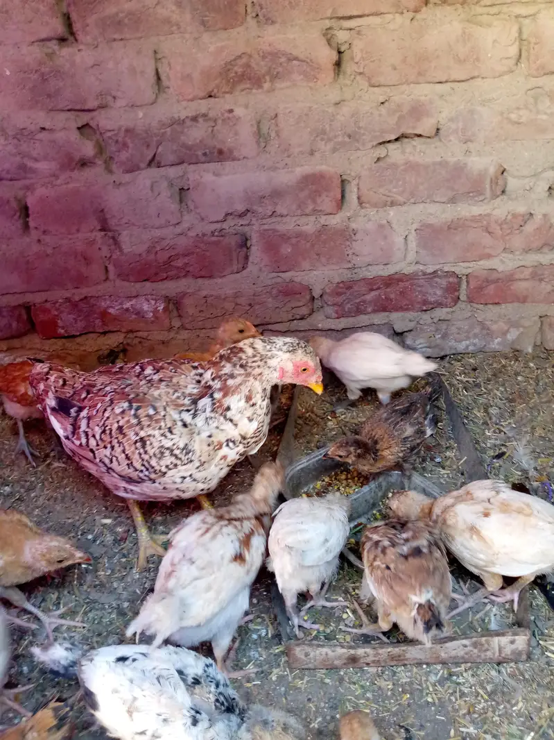 Desi choza  available — photo 8