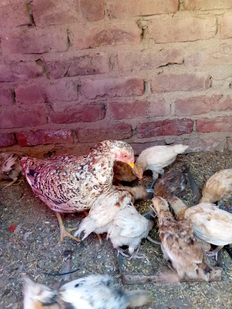 Desi choza  available — photo 9