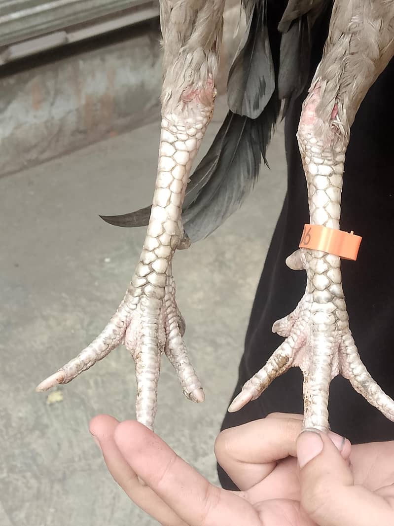zero size 3