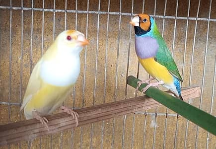 Lady Goldian Pair