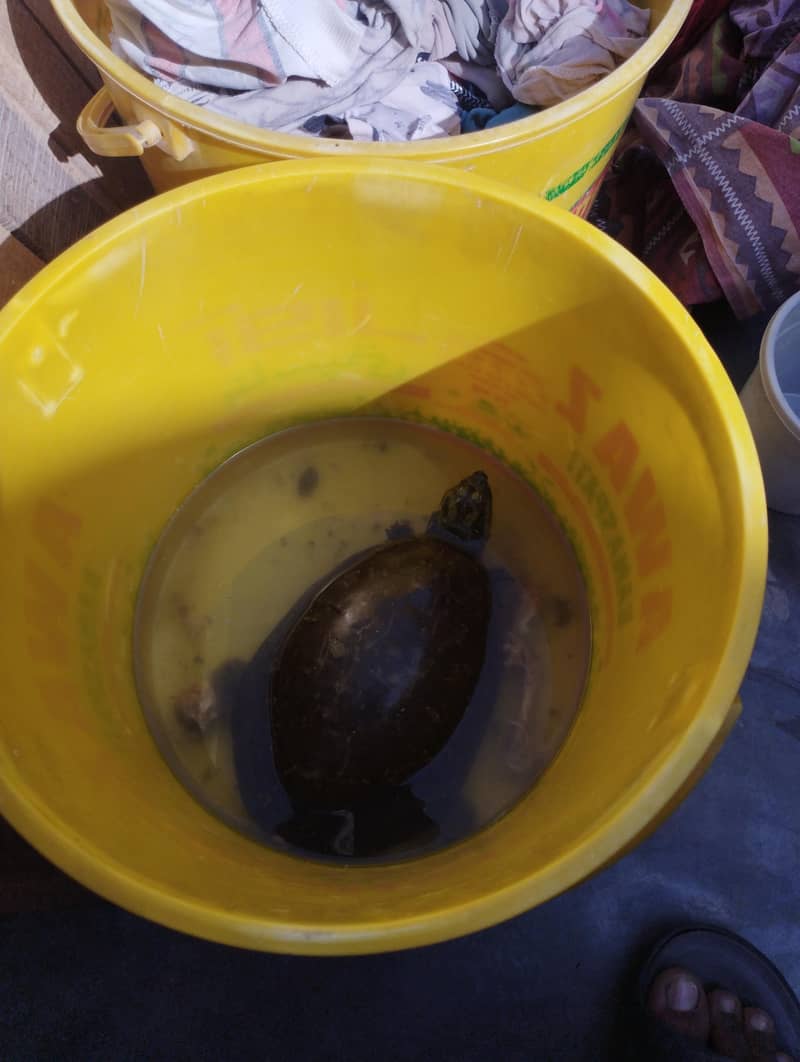 turtle 0