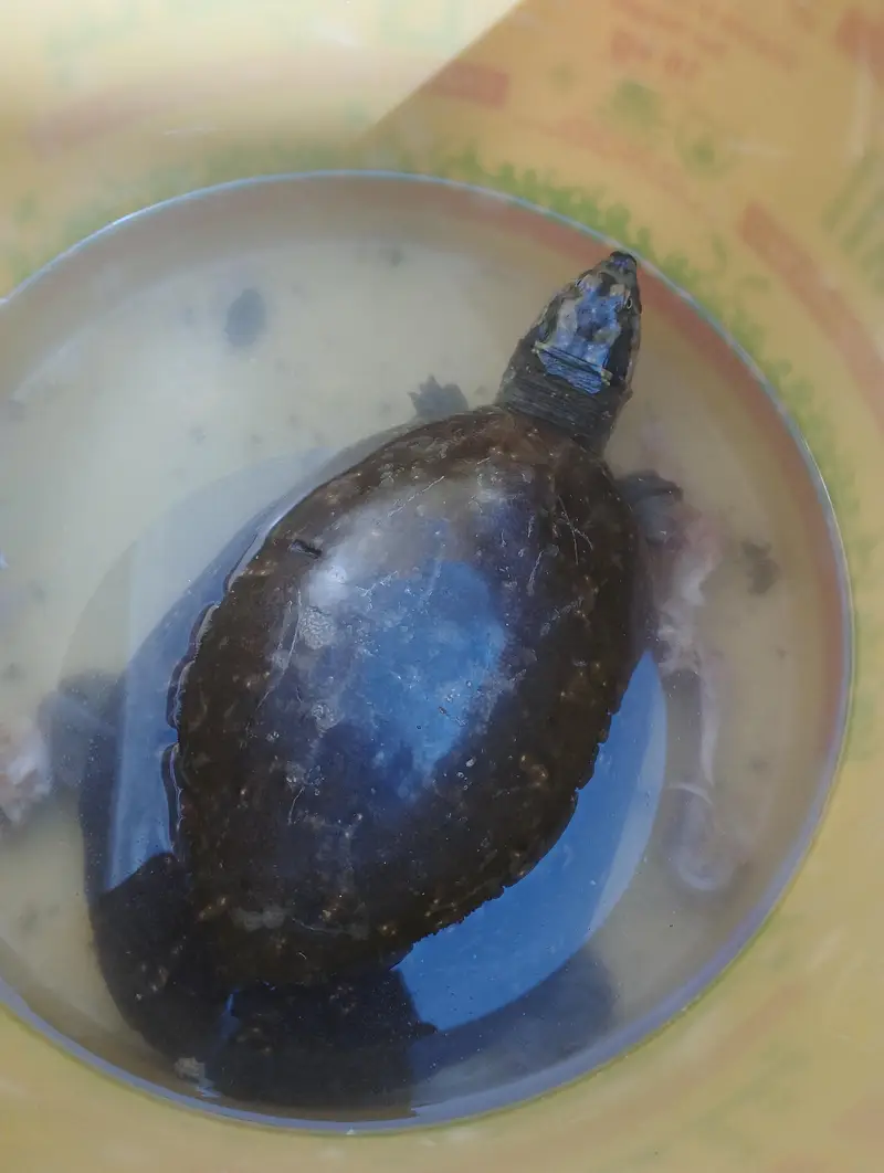 turtle — photo 2