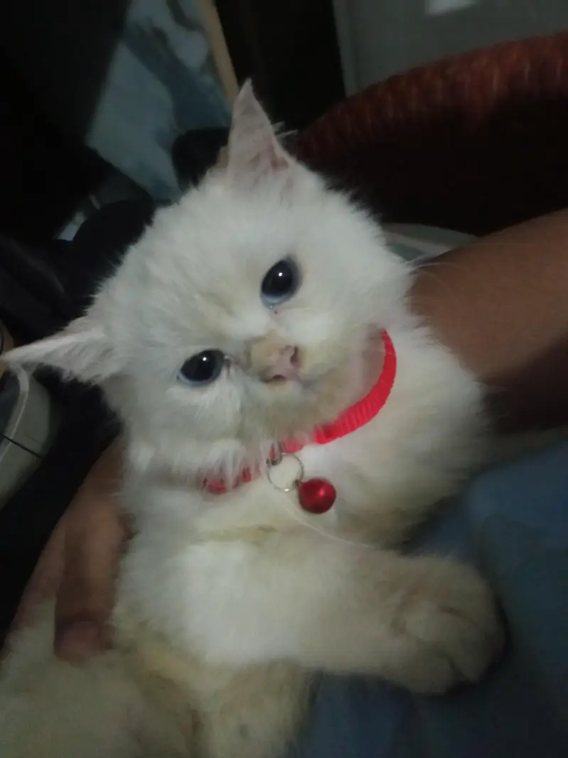 White triple coat Persian Male cat for sale — photo 2
