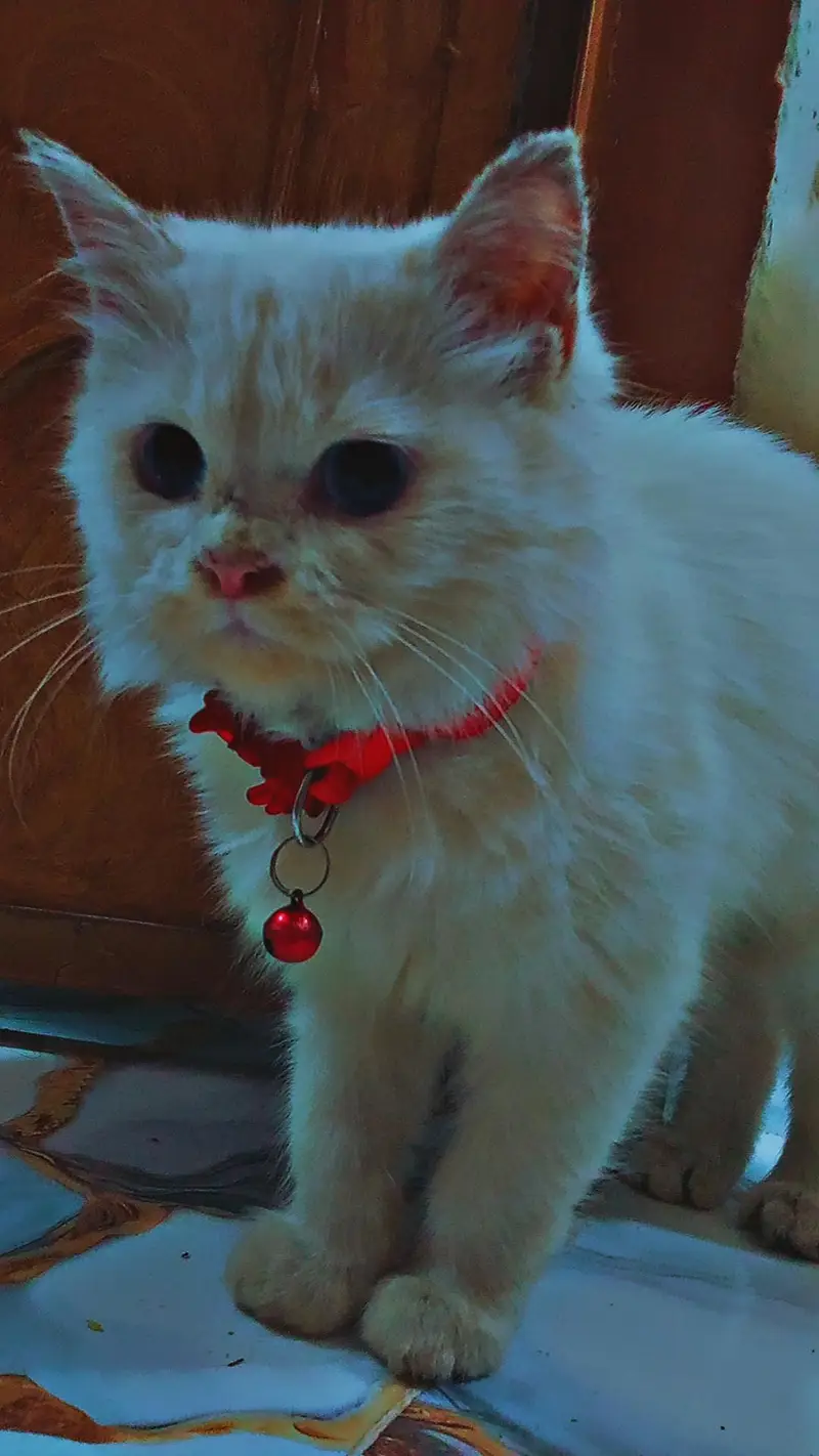 White triple coat Persian Male cat for sale — photo 3