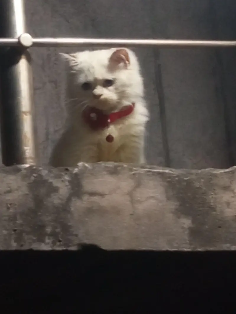 White triple coat Persian Male cat for sale — photo 4
