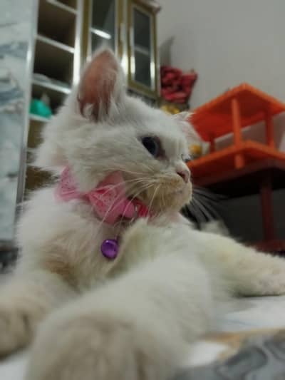 White triple coat Persian Male cat for sale
