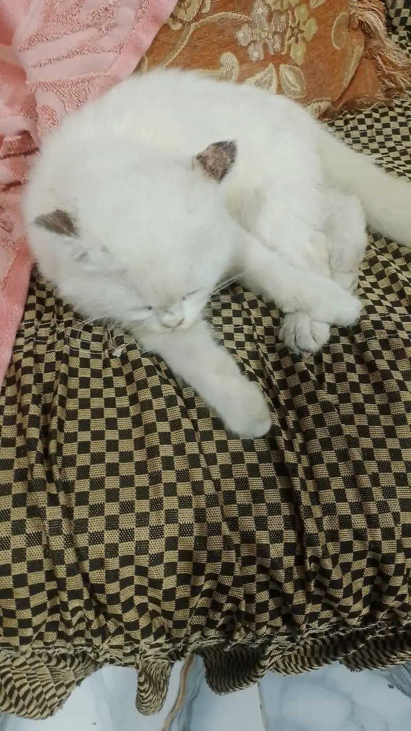 White triple coat Persian Male cat for sale — photo 5
