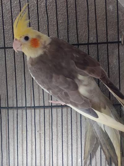 Beautiful Grey Cockatiel (Cocktail) Parrot - Active & Healthy