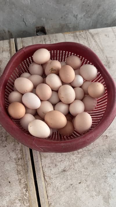 Desi Eggs | Farm Fresh Eggs| Hen | Golden misri hens| chicks