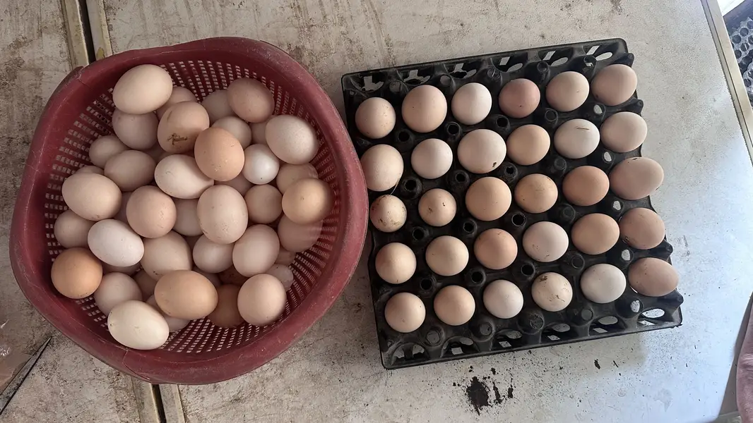 Desi Eggs | Farm Fresh Eggs| Hen | Golden misri hens| chicks — photo 2