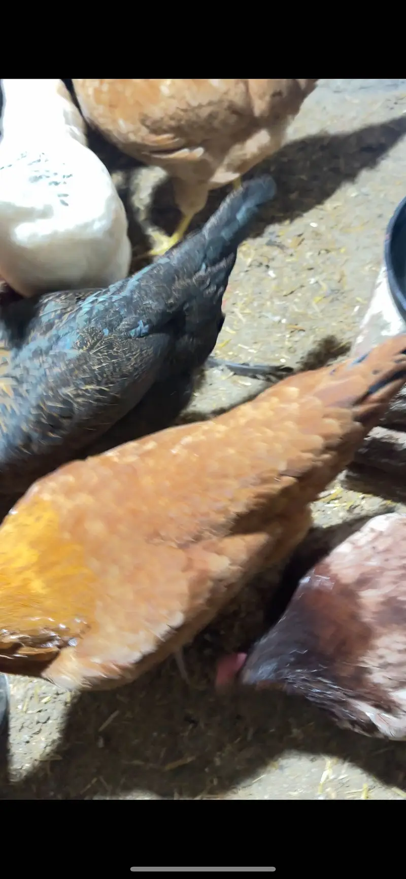Desi Eggs | Farm Fresh Eggs| Hen | Golden misri hens| chicks — photo 5