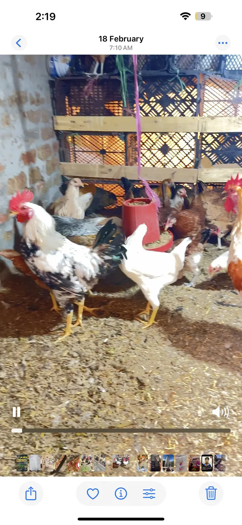 Desi Eggs | Farm Fresh Eggs| Hen | Golden misri hens| chicks — photo 6