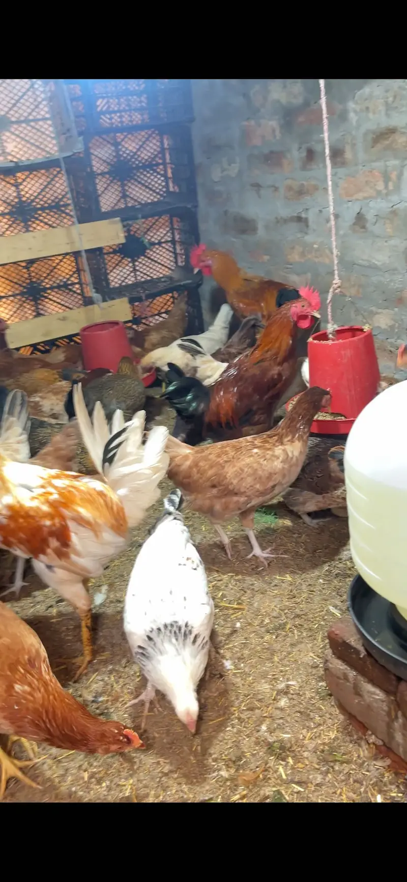 Desi Eggs | Farm Fresh Eggs| Hen | Golden misri hens| chicks — photo 7