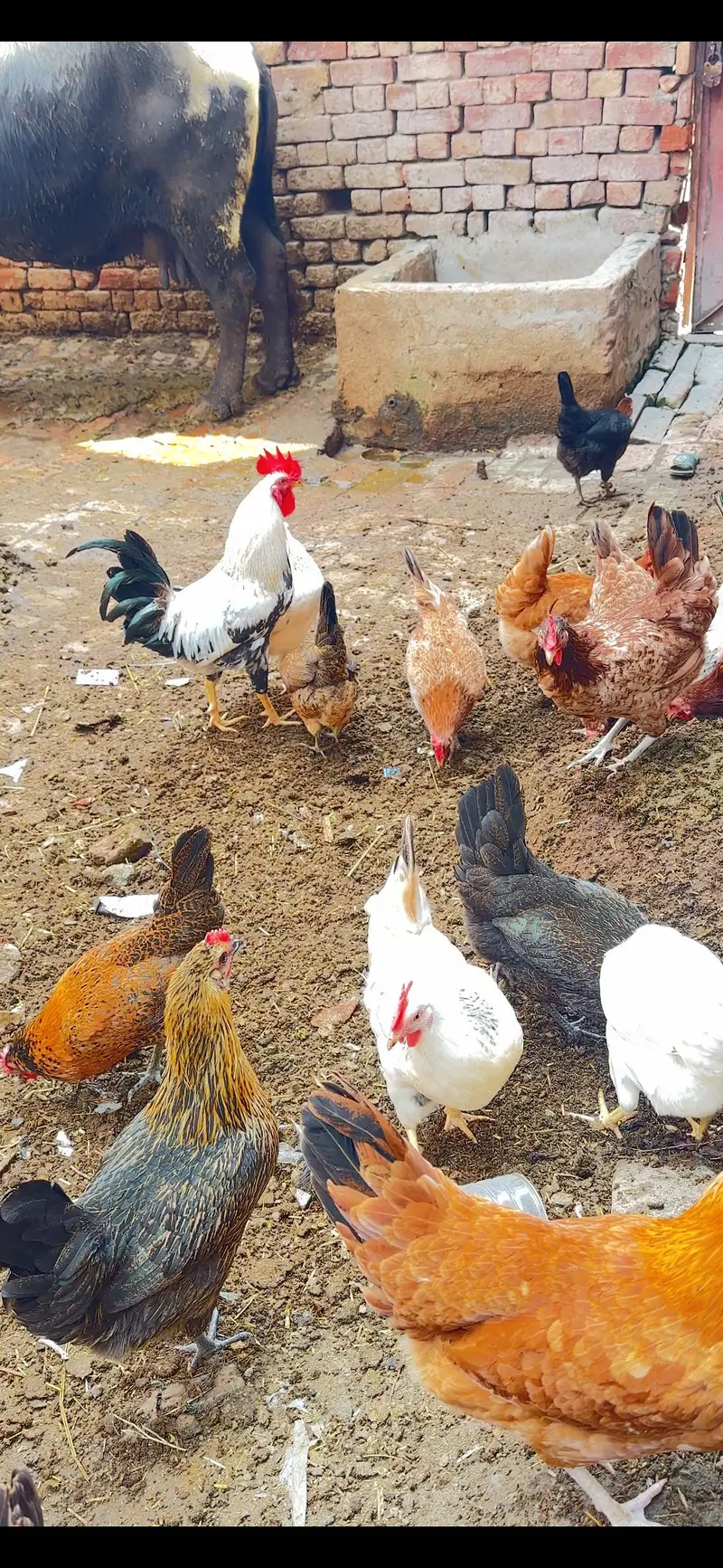 Desi Eggs | Farm Fresh Eggs| Hen | Golden misri hens| chicks — photo 8