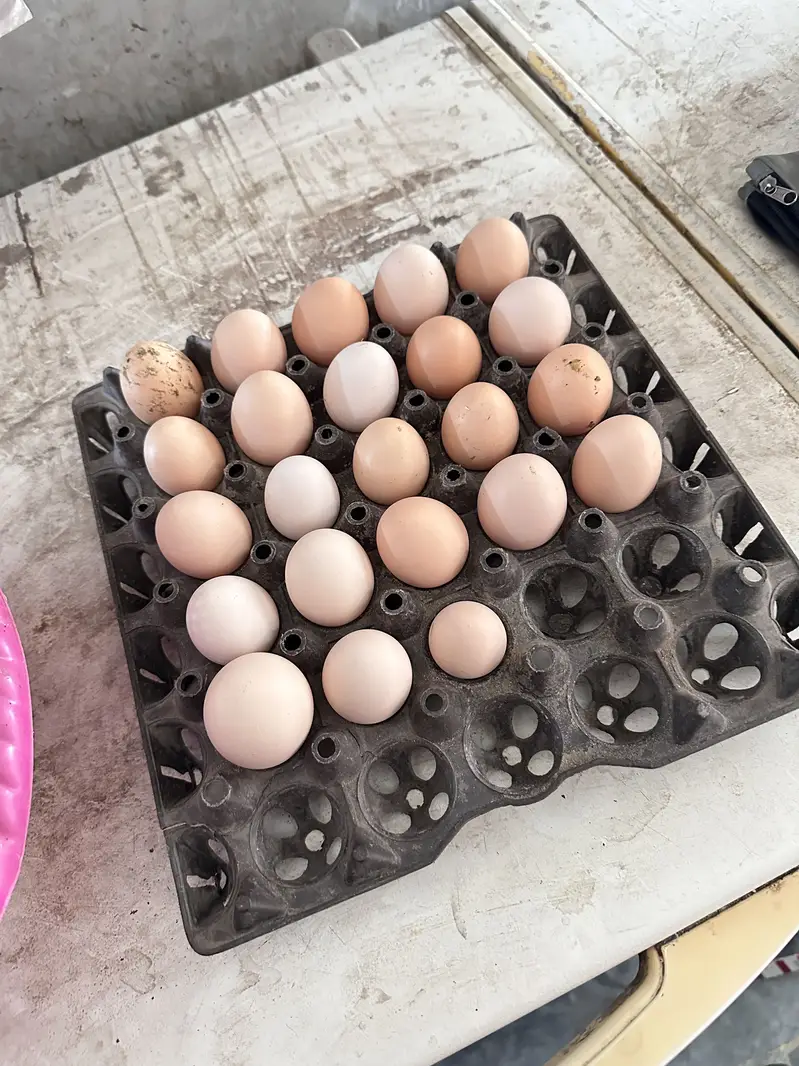 Desi Eggs | Farm Fresh Eggs| Hen | Golden misri hens| chicks — photo 9