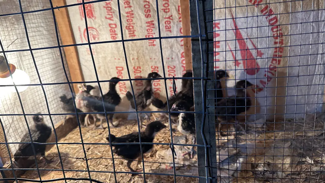 Desi Eggs | Farm Fresh Eggs| Hen | Golden misri hens| chicks — photo 11
