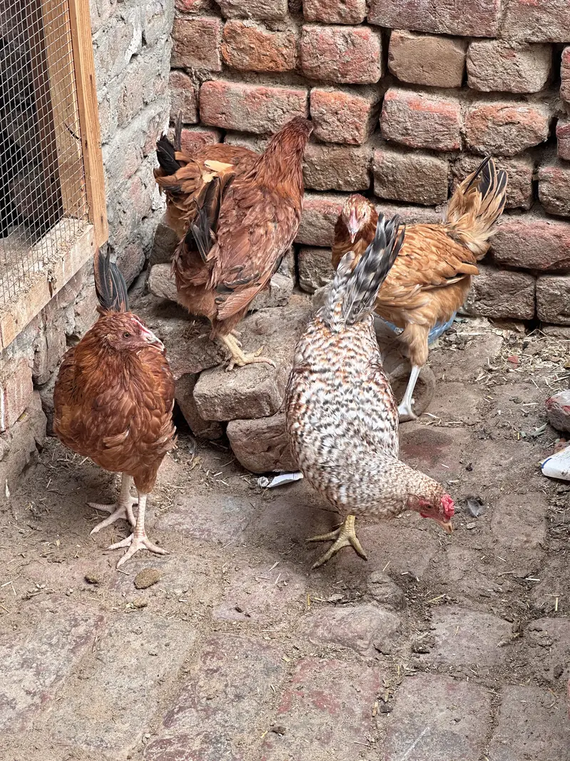 Desi Eggs | Farm Fresh Eggs| Hen | Golden misri hens| chicks — photo 12