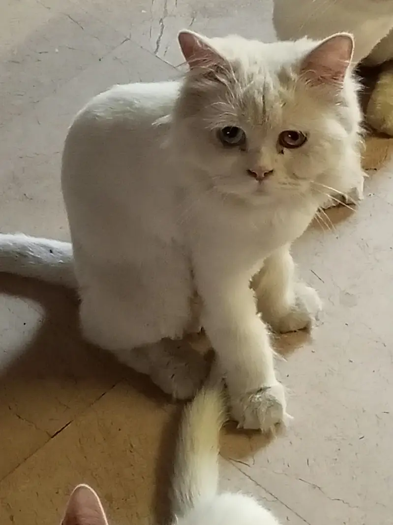 Selling Whole Pesian Cats Family — photo 2