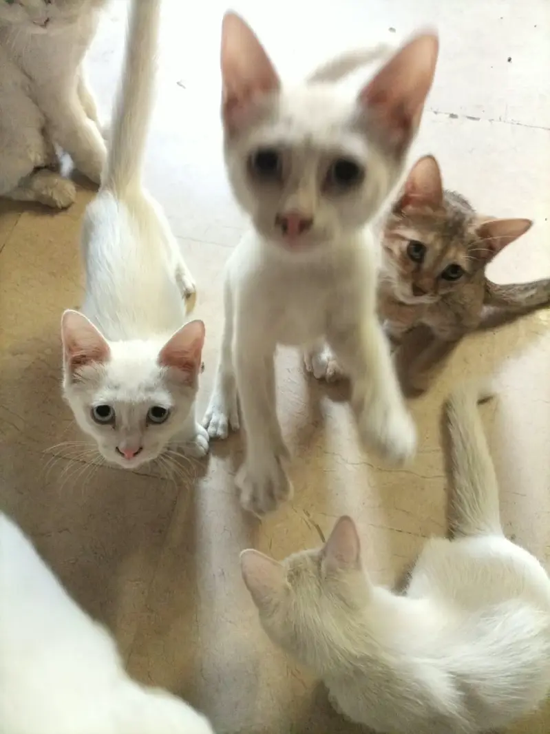 Selling Whole Pesian Cats Family — photo 3