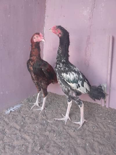 selling aseel lakha patha