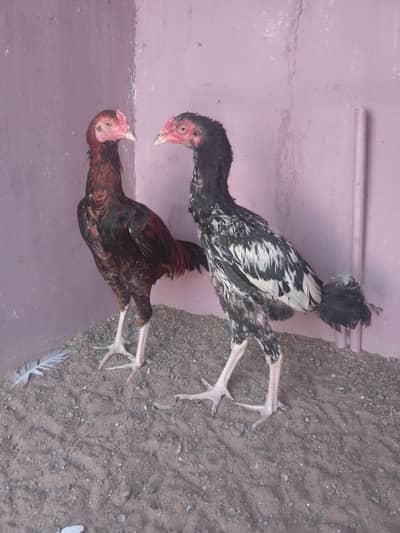 selling aseel lakha patha