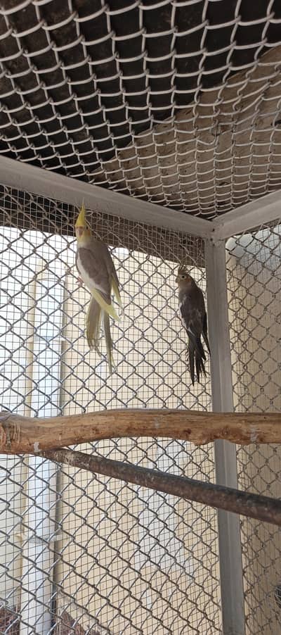 cocktail pair for sale
