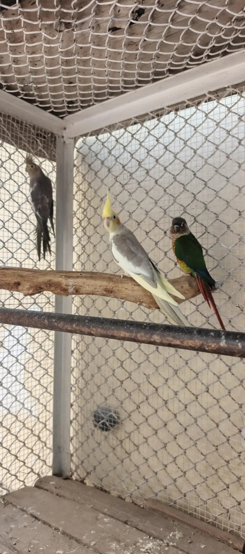 cocktail pair for sale — photo 2