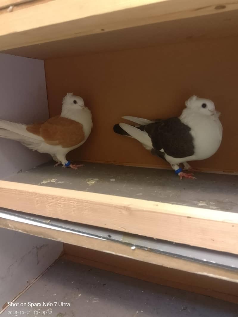 one pair sentient 1