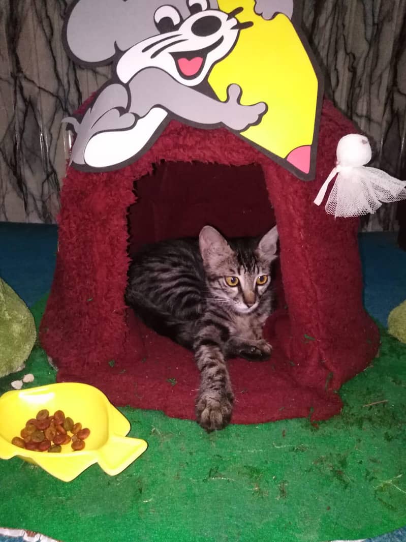 Cat House 1